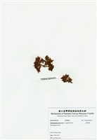 藏品(旋花藻)的圖片